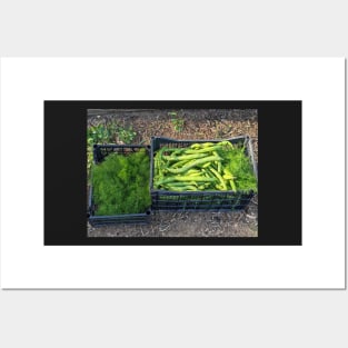 Fennel and Fava Posters and Art